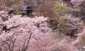 春の宝川温泉